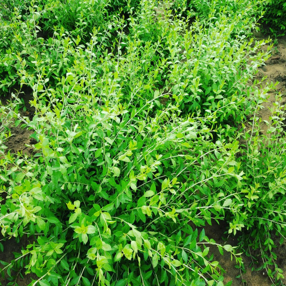 100% Pure Henna & Indigo Powder from Rajasthan I Natural Hair Colour