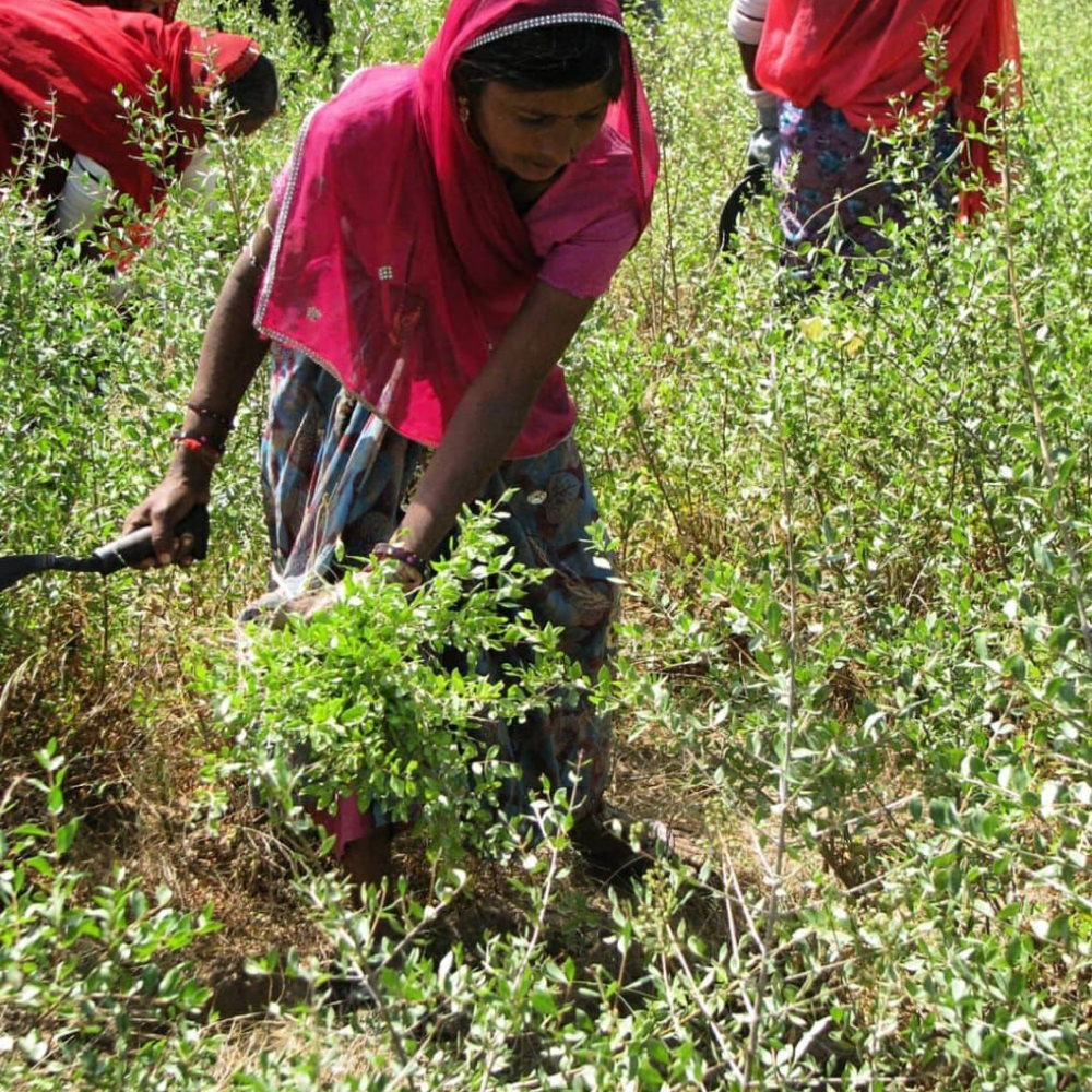 100% Pure Henna & Indigo Powder from Rajasthan I Natural Hair Colour