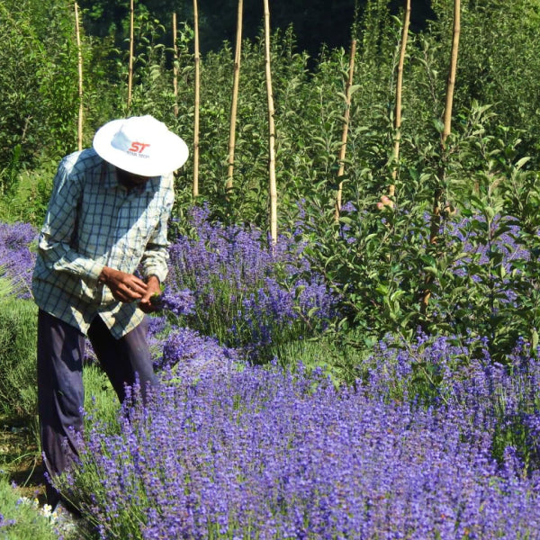 Pure Lavender Essential Oil from Kashmir I 15 ml