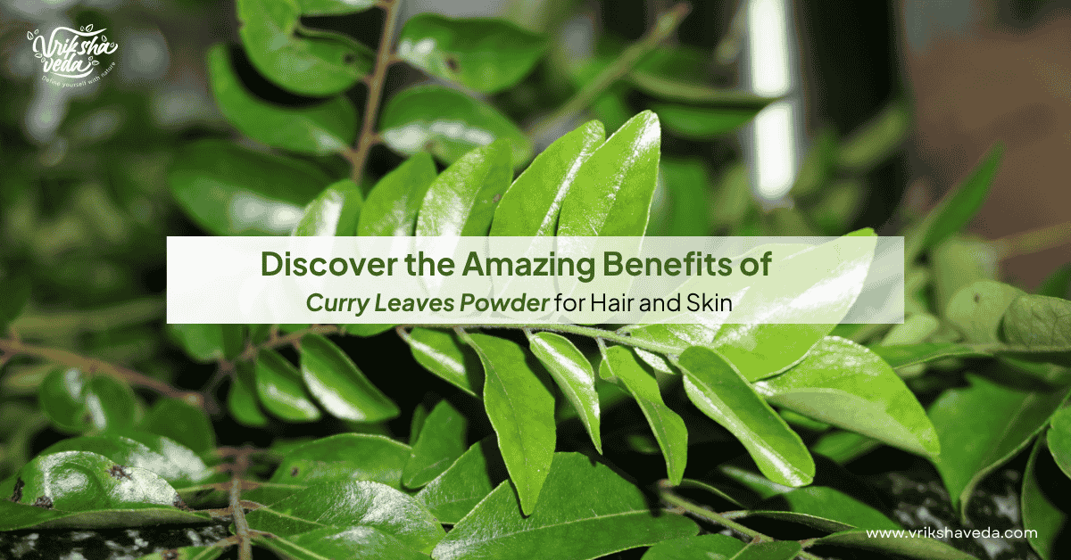Benefits of Curry Leaves Powder for Hair and Skin