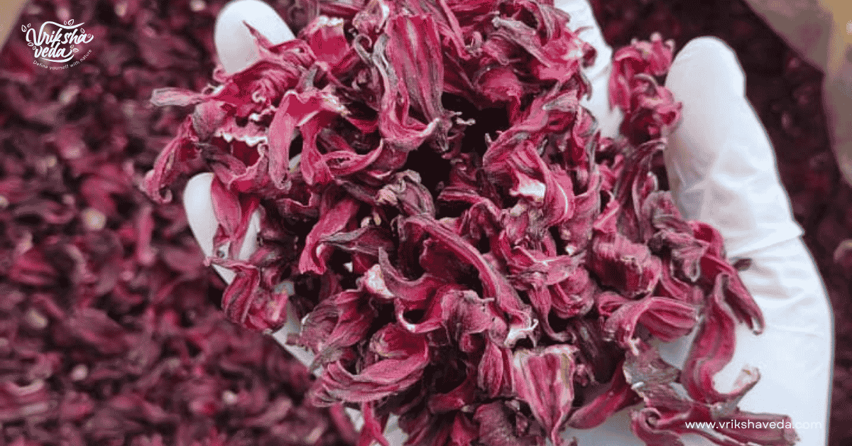 Hibiscus Powder For Skin: Brightening, Anti-Ageing And How-To Guide