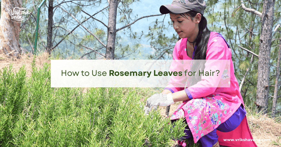 How to Use Rosemary Leaves for Hair?