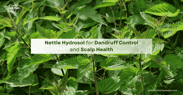 Nettle Hydrosol for Dandruff Control and Scalp Health