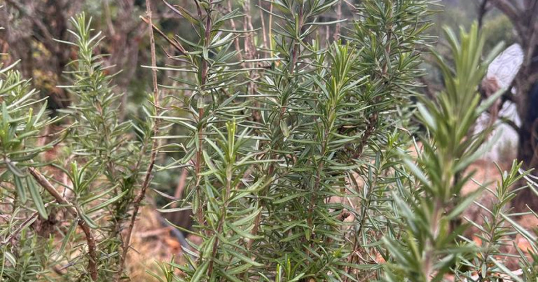 Why are Rosemary Leaves a Hair Care Essential?