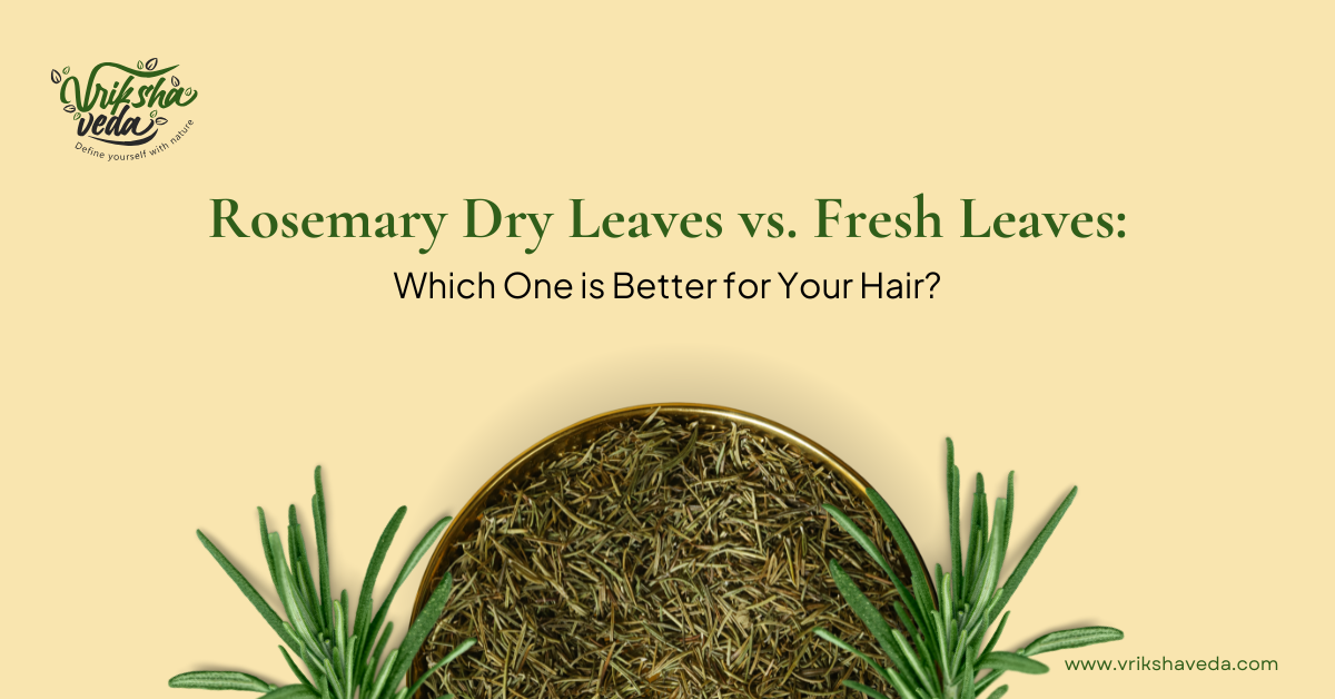 Rosemary Dry Leaves vs. Fresh Leaves: Which One is Better for Your Hair?