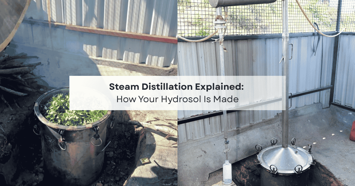Steam Distillation Explained: How Your Hydrosol Is Made?