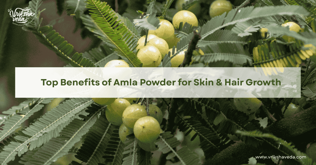 Top Benefits of Amla Powder for Skin & Hair Growth