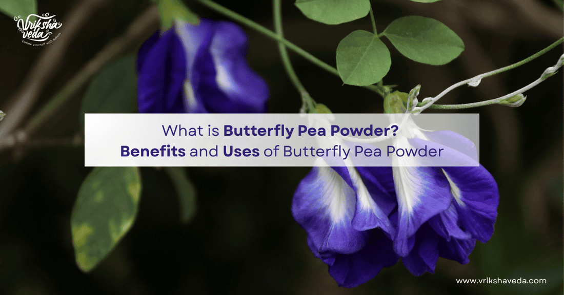 What is Butterfly Pea Powder? Benefits and Uses