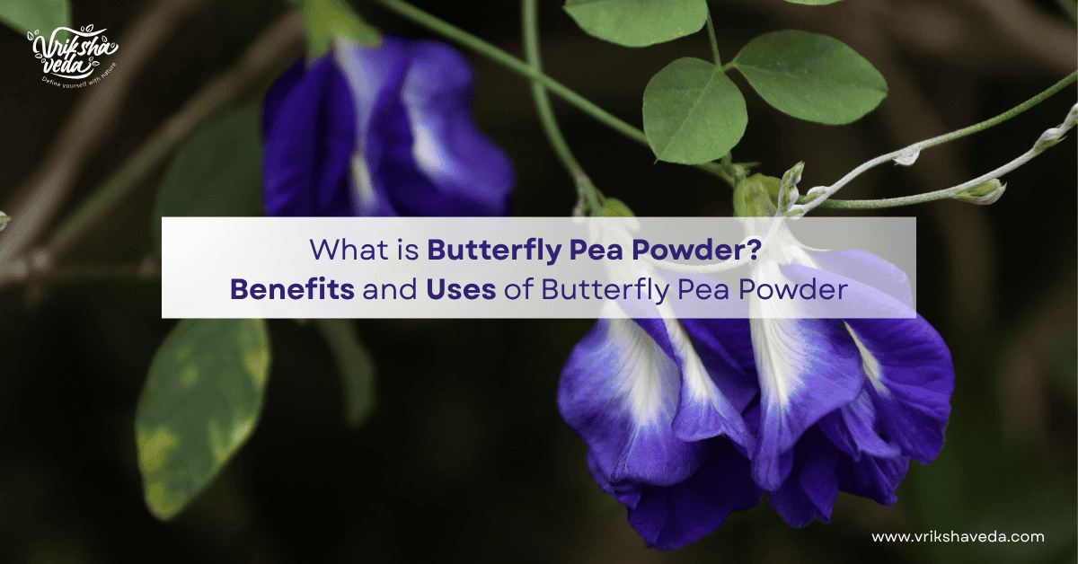 What is Butterfly Pea Powder? Benefits and Uses