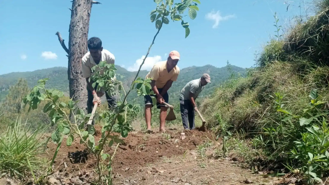 Story behind our Pahadi Rosemary