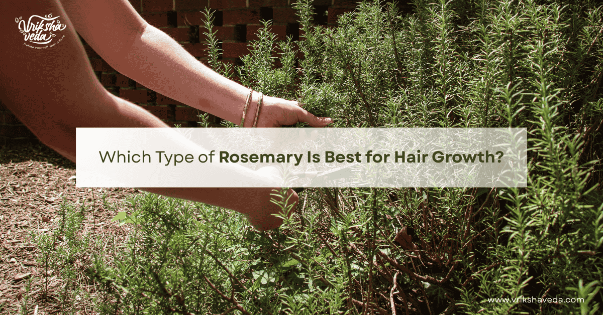 Which Type of Rosemary Is Best for Hair Growth?