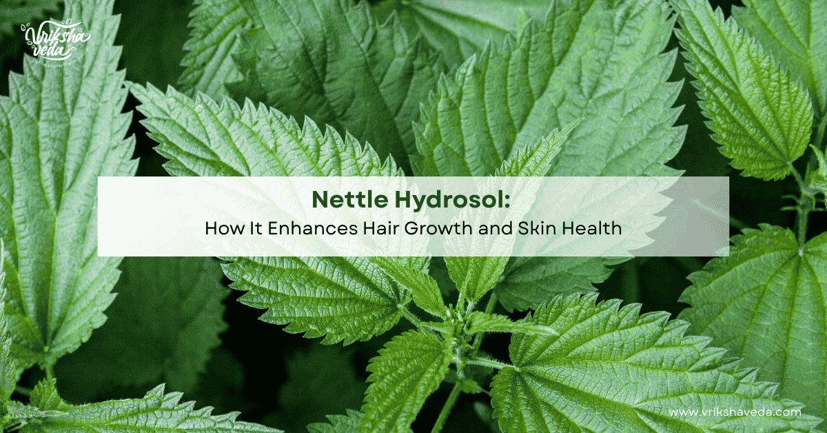 Nettle Hydrosol: How It Enhances Hair Growth and Skin Health?