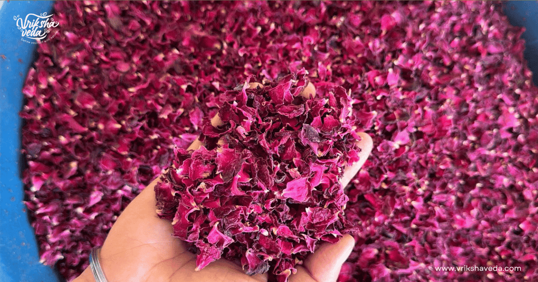 Rose Petal Powder for Face: Benefits, DIY Face Packs & How to Use
