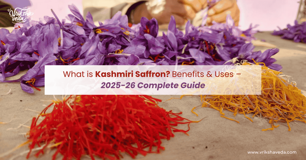 What is Kashmiri Saffron? Benefits & Uses