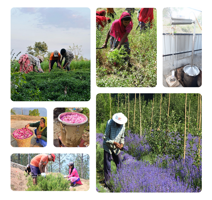 Our Farms