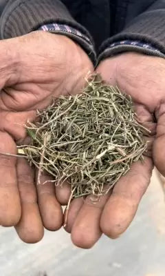Hands holding dried herbs
