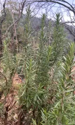 Fresh rosemary bushes