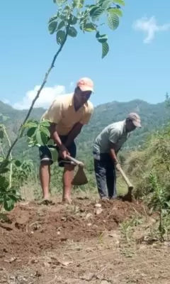 Farmer harvesting in field