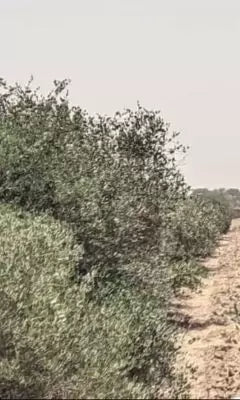 Olive tree grove