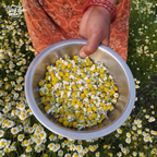 Organic Dried Chamomile Flowers from Uttarakhand I 50 gms