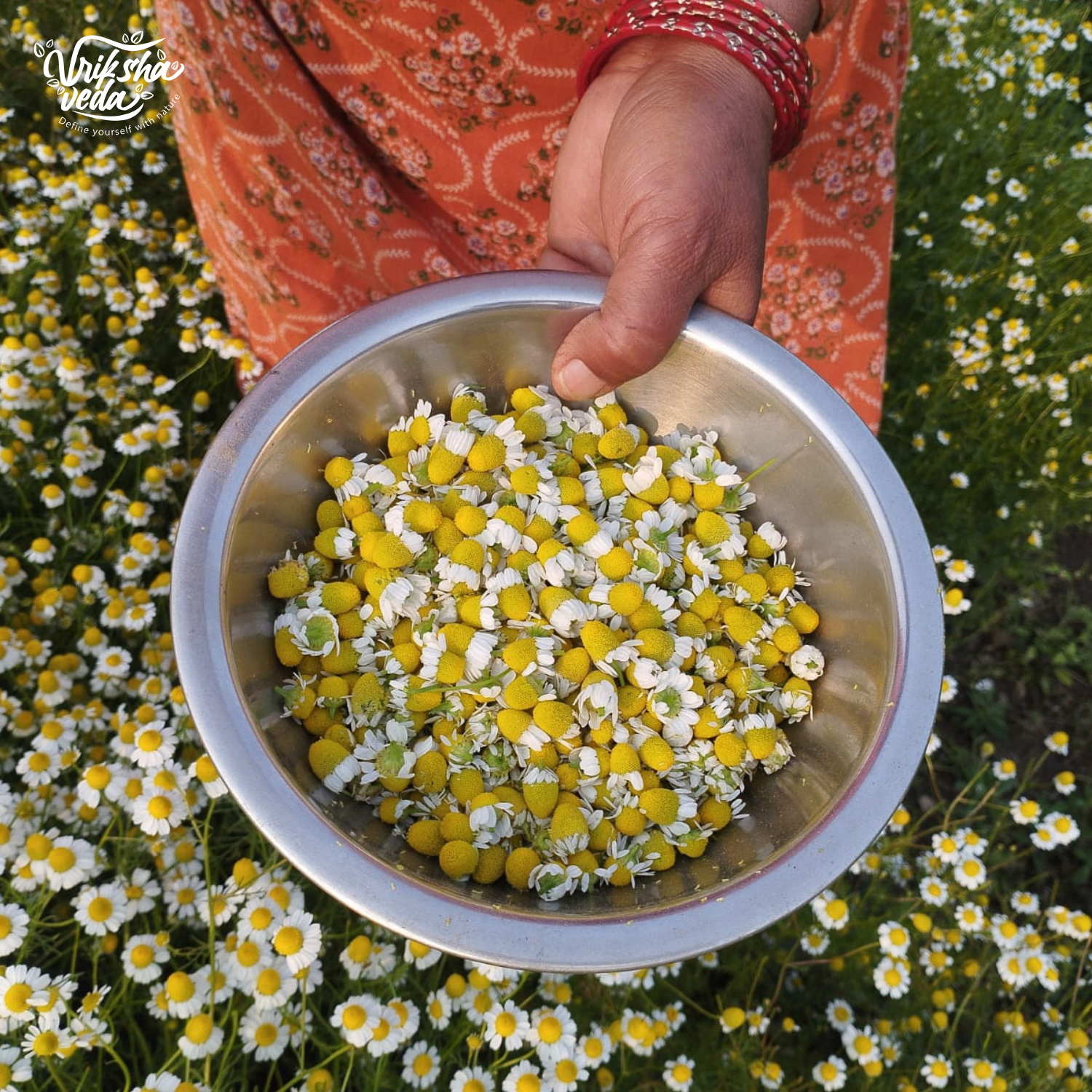 Organic Dried Chamomile Flowers from Uttarakhand I 50 gms