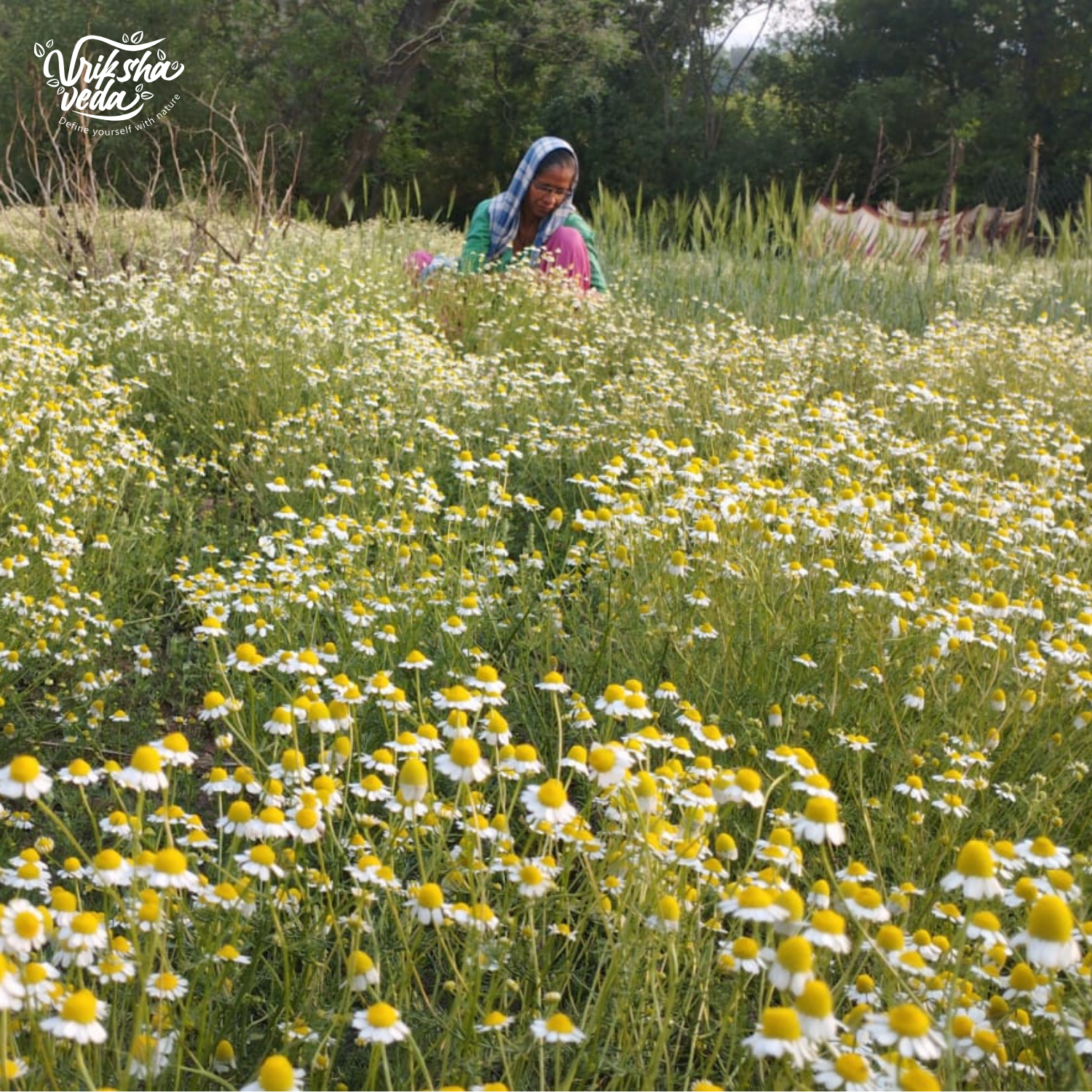 Organic Dried Chamomile Flowers from Uttarakhand I 50 gms
