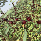 Hibiscus Petals (50 gms)
