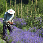 Pure Lavender Essential Oil from Kashmir I 15 ml