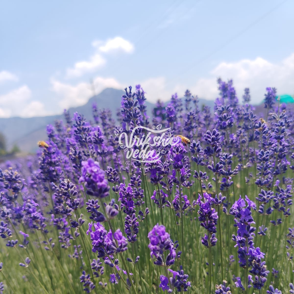 Kashmiri Lavender Buds | 50 gms