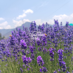 Kashmiri Lavender Buds | 50 gms
