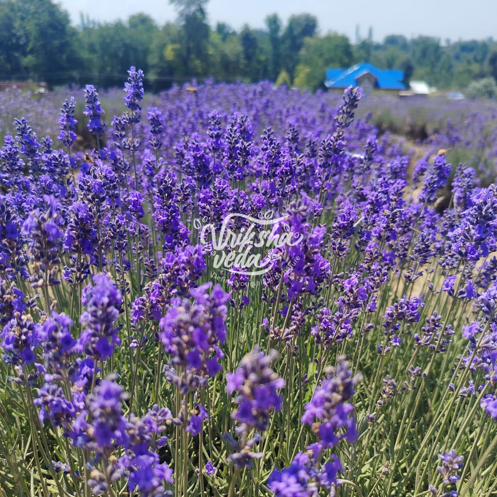 Kashmiri Lavender Buds | 50 gms