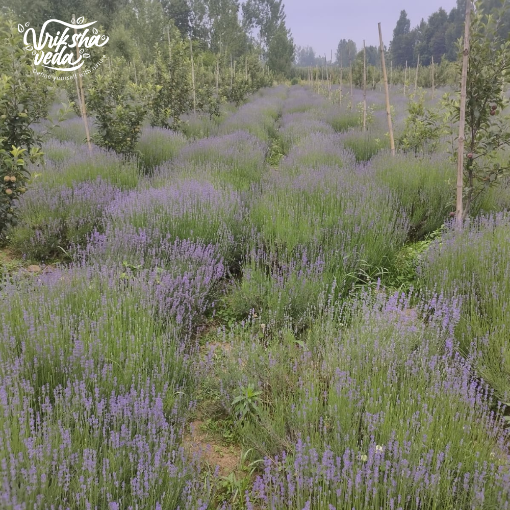 Pure Lavender Essential Oil from Kashmir I 15 ml