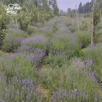 Pure Lavender Essential Oil from Kashmir I 15 ml