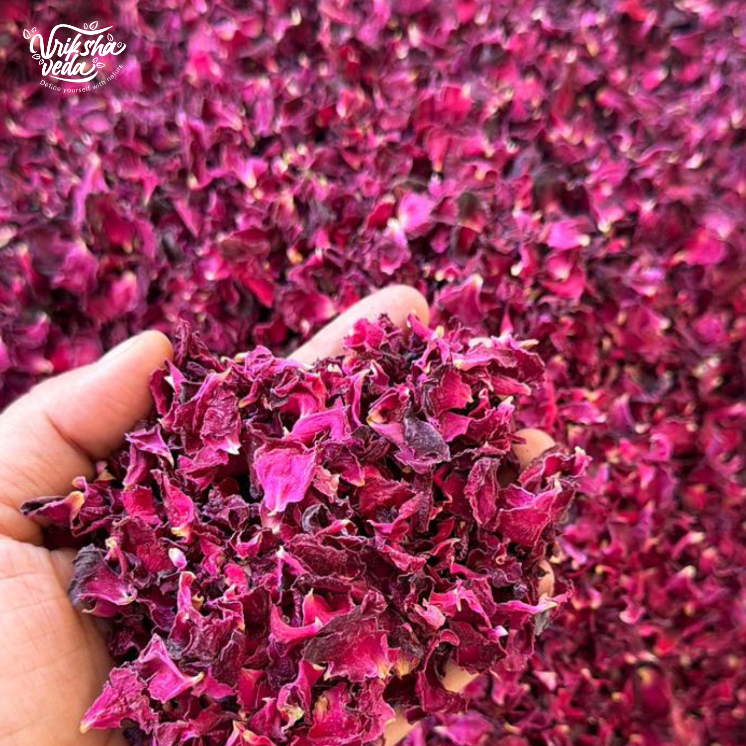 Shade Dried Rose Petals (Desi Gulab Patti) from Uttarakhand | 50 gms