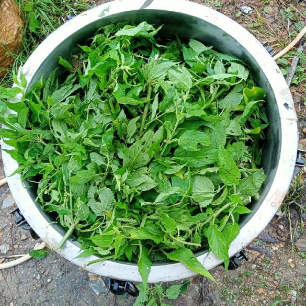 Nettle Hydrosol | Stinging Nettle Water for Hair Care