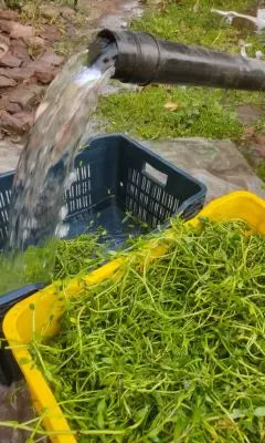 Fresh rose petals in basket