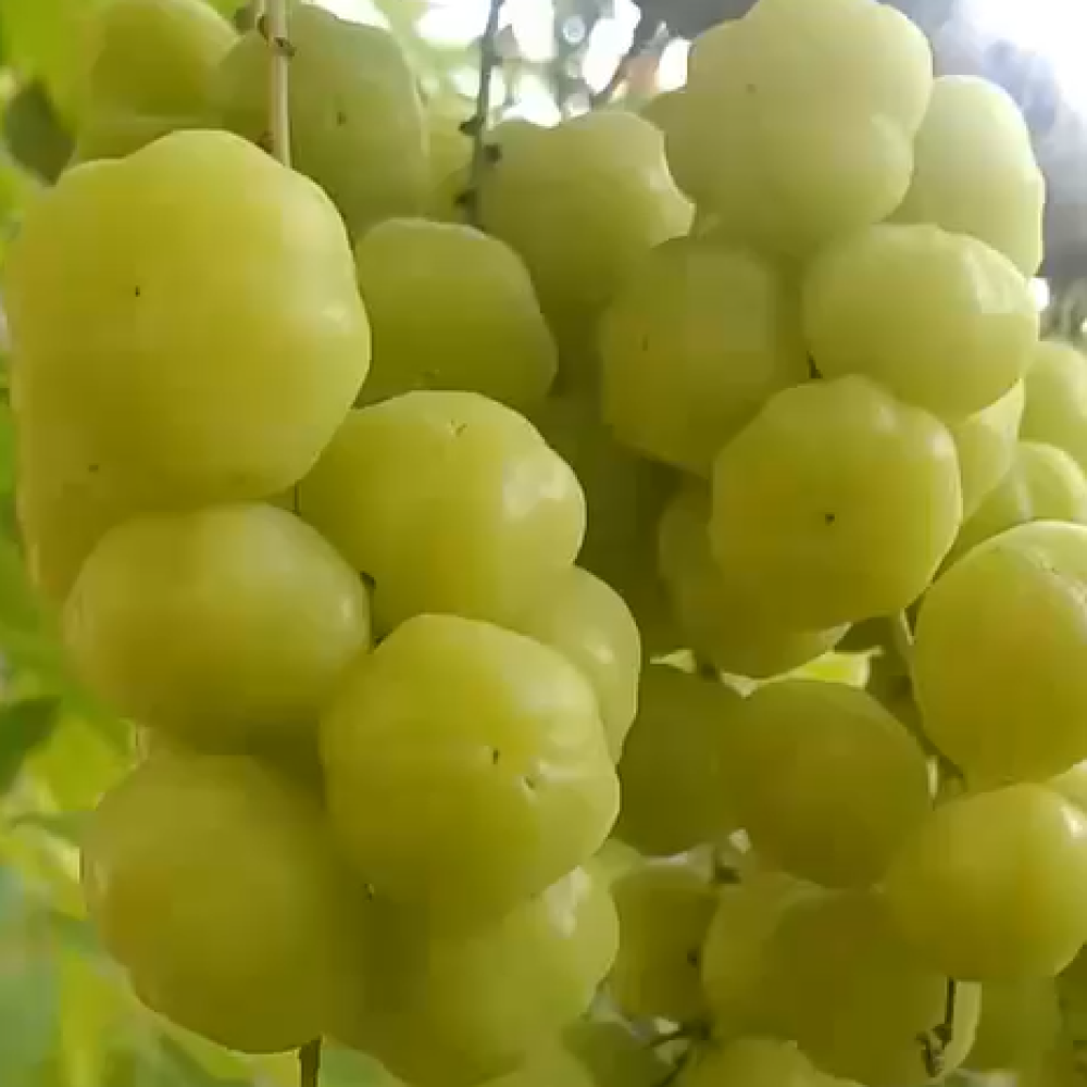 Amla Powder for Skin & Hair I Indian Gooseberry I 100 gms
