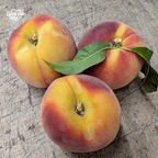 Kashmiri Peach Kernel Oil for Skin & Hair I 30 ml