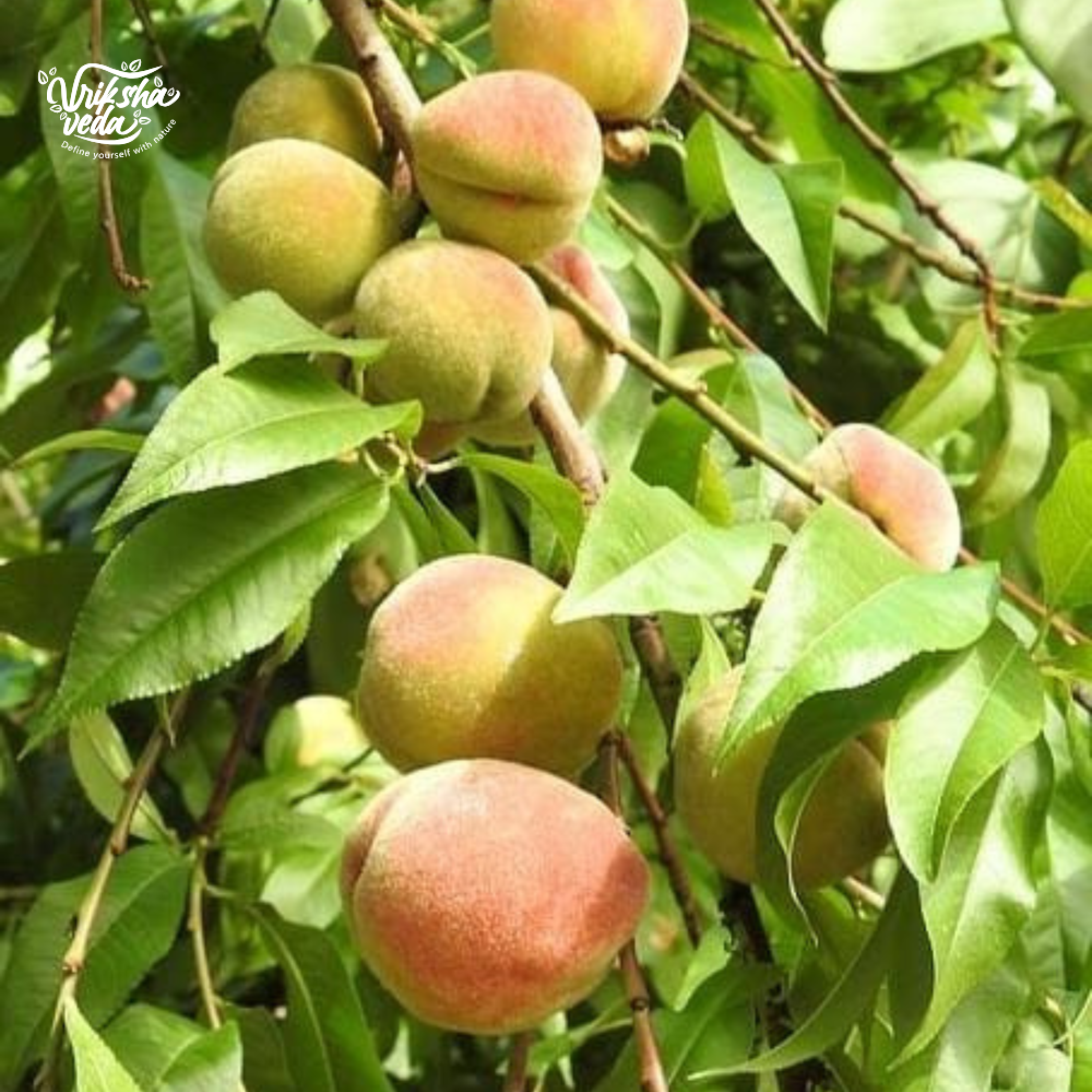 Kashmiri Peach Kernel Oil for Skin & Hair I 30 ml