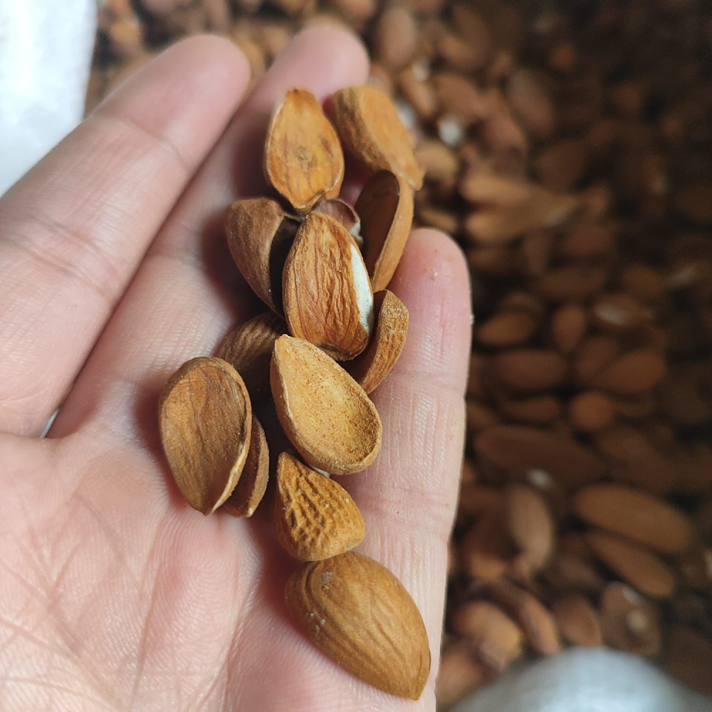 Kashmiri Almond Oil I 30ml & 100ml I Wood Pressed, Unrefined Kashmiri Badam ka Tel