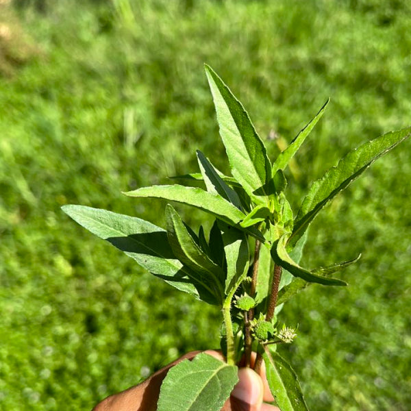 Bhringraj Powder for Hair Growth I 100 gms