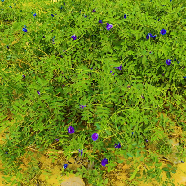 Blue Butterfly Pea Flower Powder for Face Masks| 40g in Glass Jar