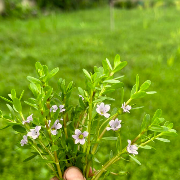 Brahmi Powder I 100 gms | Brahmi Powder for Hair Care