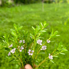 Brahmi Powder I 100 gms | Brahmi Powder for Hair Care