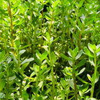 Brahmi Powder I 100 gms | Brahmi Powder for Hair Care