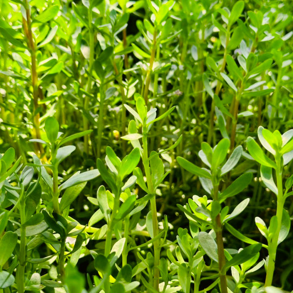 Brahmi Powder I 100 gms | Brahmi Powder for Hair Care