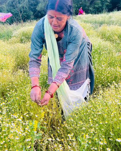 Hands holding dried herbs