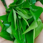 Curry Leaves Hydrosol for Hair & Skin I Curry Leaves Water