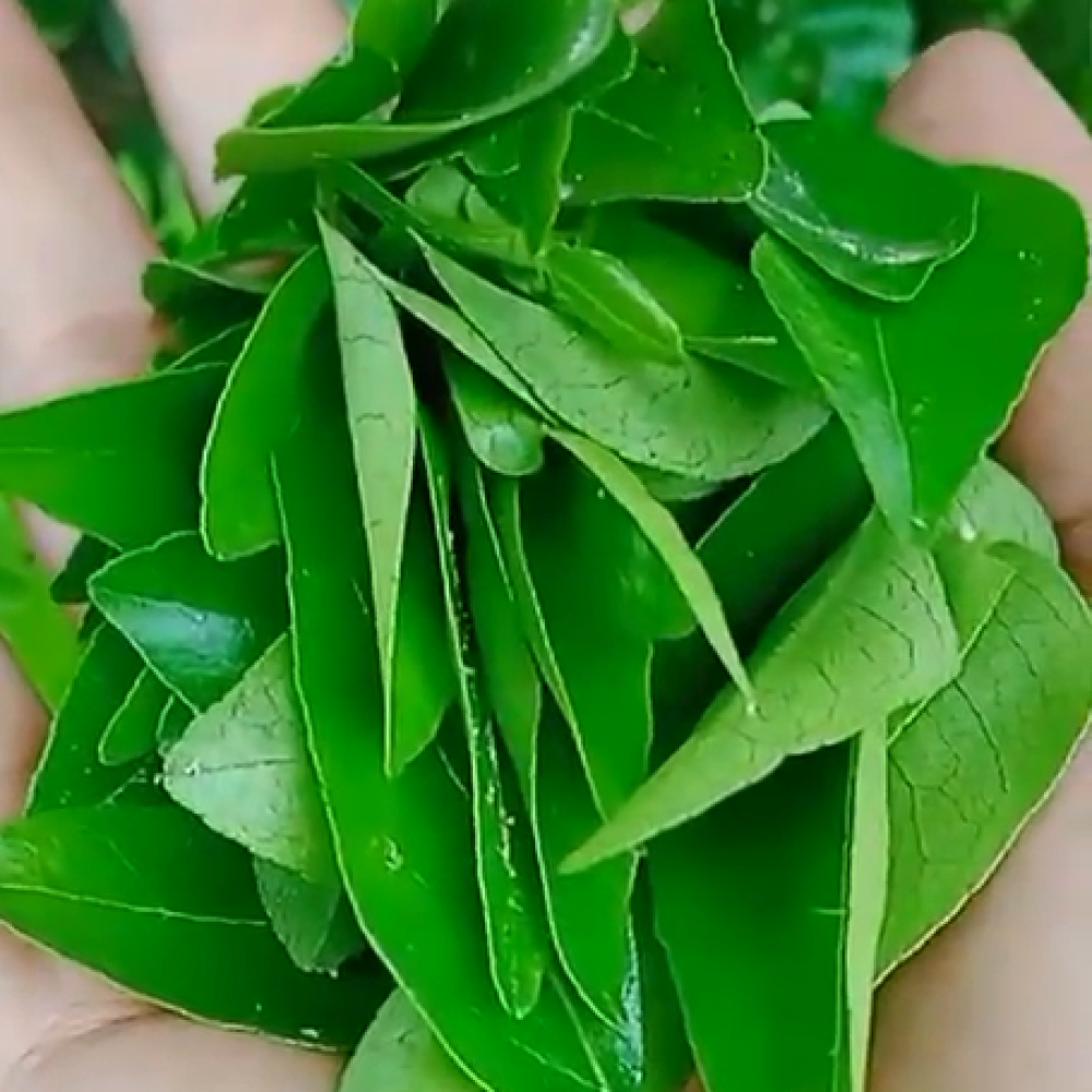 Curry Leaves Hydrosol for Hair & Skin I Curry Leaves Water