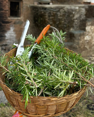 Fresh rosemary bushes